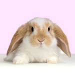 Photo - bunny rabbit 2